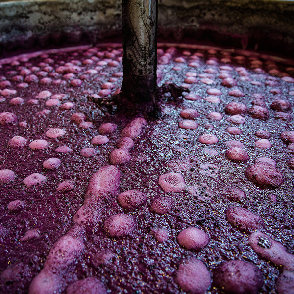 CoFermentation of Syrah and Viognier for a Better Wine Ridge Vineyards