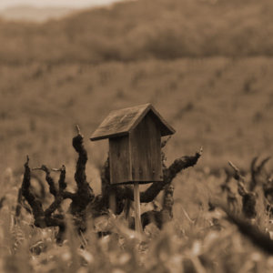 Bird box in the vineyard at Lytton Springs